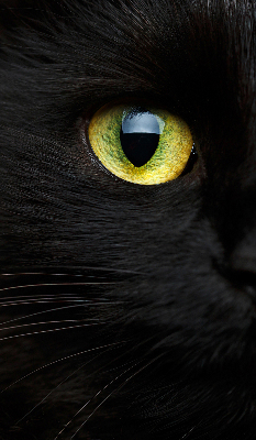 Blackout roller blind for window Cat eyes