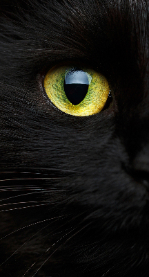 Blackout roller blind for window Cat eyes