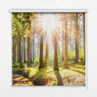 Blackout roller blind for window The sun shining through the trees