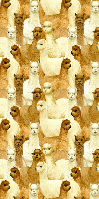 Blackout roller blind for window A herd of alpacas