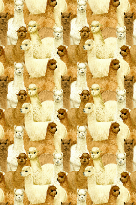 Blackout roller blind for window A herd of alpacas