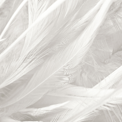 Blackout roller blind for window feathers
