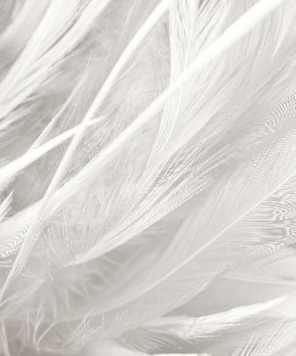 Blackout roller blind for window feathers