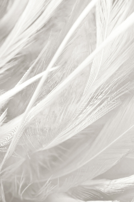 Blackout roller blind for window feathers