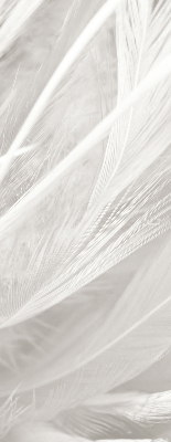 Blackout roller blind for window feathers
