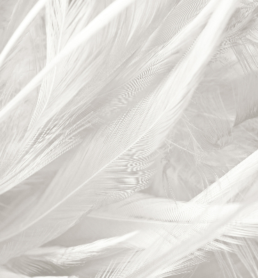 Blackout roller blind for window feathers