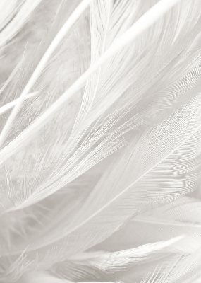Blackout roller blind for window feathers