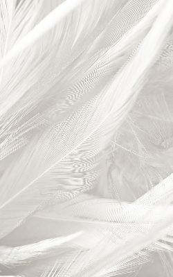 Blackout roller blind for window feathers