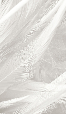 Blackout roller blind for window feathers