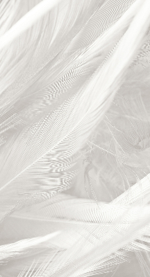 Blackout roller blind for window feathers
