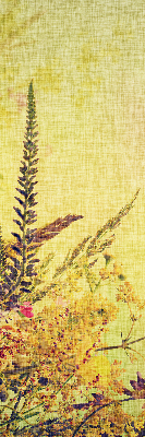 Fabric roller blind for window Plants