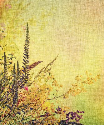 Fabric roller blind for window Plants