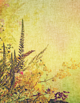 Fabric roller blind for window Plants