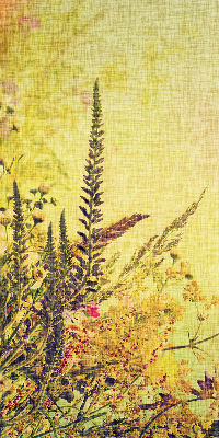 Fabric roller blind for window Plants