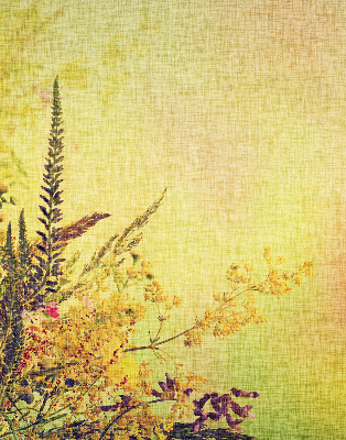Fabric roller blind for window Plants