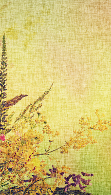 Fabric roller blind for window Plants