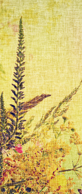 Fabric roller blind for window Plants
