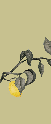 Blackout roller blind Lemons on the tree