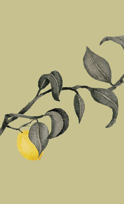 Blackout roller blind Lemons on the tree