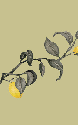 Blackout roller blind Lemons on the tree