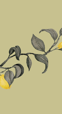 Blackout roller blind Lemons on the tree