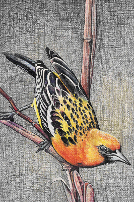 Blackout roller blind A bird on a branch