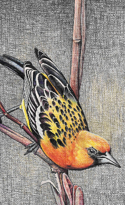 Blackout roller blind A bird on a branch