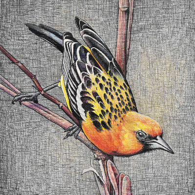 Blackout roller blind A bird on a branch