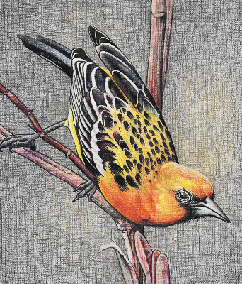 Blackout roller blind A bird on a branch