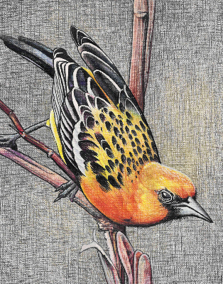 Blackout roller blind A bird on a branch