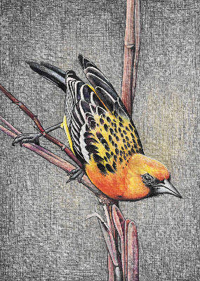 Blackout roller blind A bird on a branch