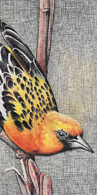 Blackout roller blind A bird on a branch