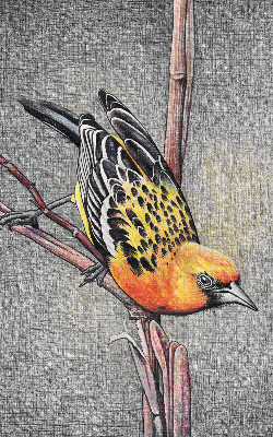 Blackout roller blind A bird on a branch