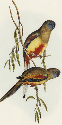 Blackout roller blind Two birds on a branch