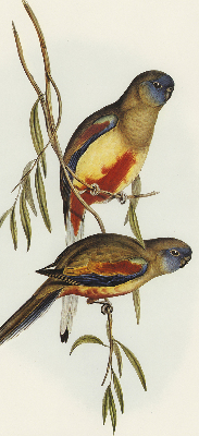 Blackout roller blind Two birds on a branch