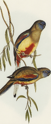 Blackout roller blind Two birds on a branch