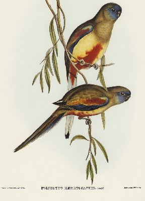 Blackout roller blind Two birds on a branch