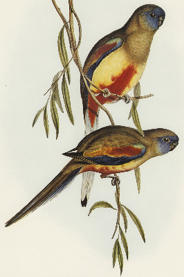 Blackout roller blind Two birds on a branch