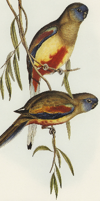 Blackout roller blind Two birds on a branch