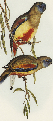 Blackout roller blind Two birds on a branch