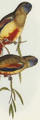 Blackout roller blind Two birds on a branch