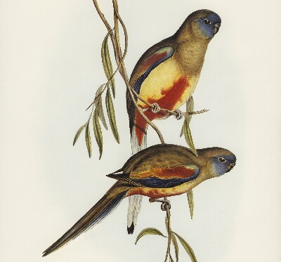 Blackout roller blind Two birds on a branch