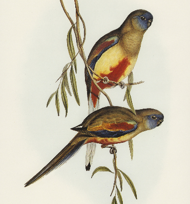 Blackout roller blind Two birds on a branch
