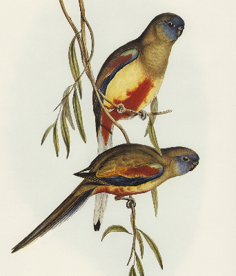 Blackout roller blind Two birds on a branch