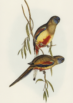 Blackout roller blind Two birds on a branch