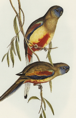 Blackout roller blind Two birds on a branch