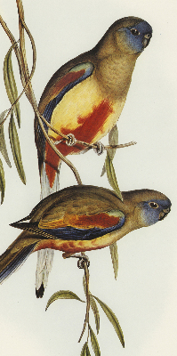 Blackout roller blind Two birds on a branch
