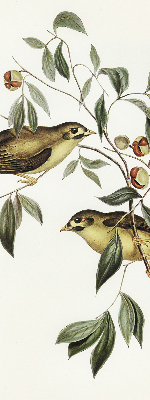 Blackout roller blind Birds on a tree