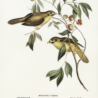 Blackout roller blind Birds on a tree