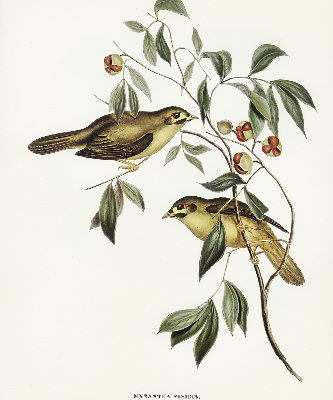 Blackout roller blind Birds on a tree